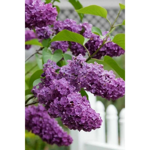 Hoş Kokulu Leylak Fidanı Çiçeği 30-60 cm Saksılı