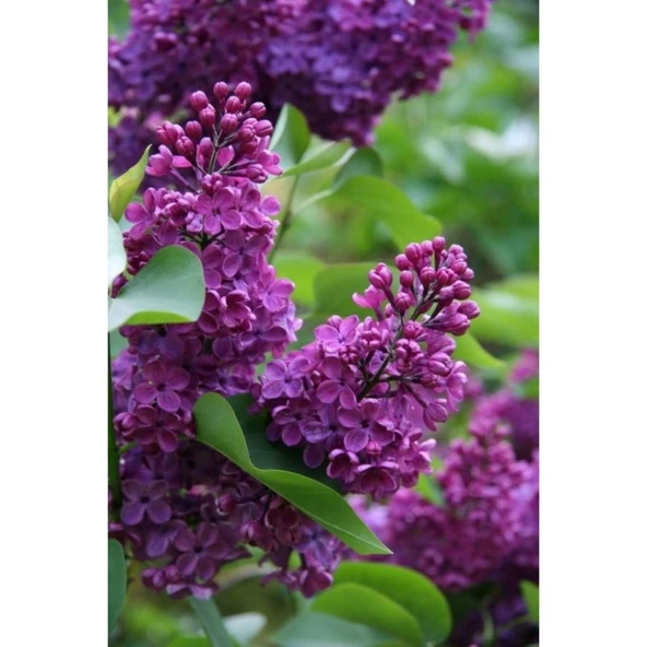 Hoş Kokulu Leylak Fidanı Çiçeği 30-60 cm Saksılı - Resim 2