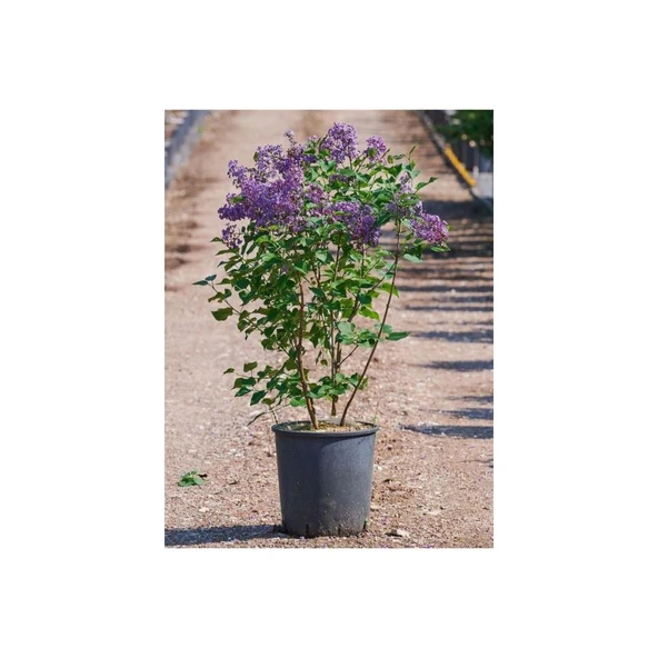 Hoş Kokulu Leylak Fidanı Çiçeği 30-60 cm Saksılı - Resim 3