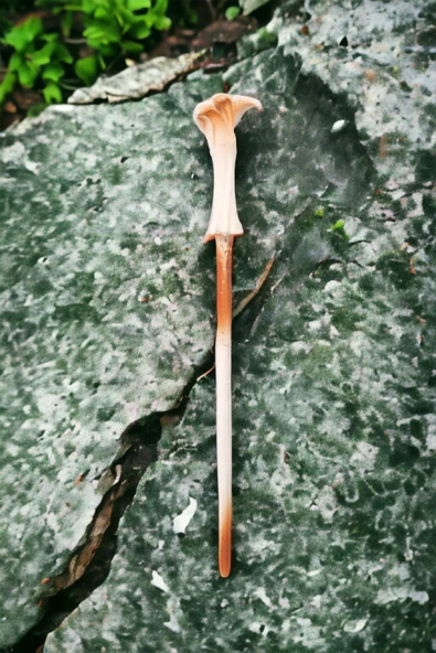 HAPPENS Harry Potter Lord Voldemort Asası 33 Cm Asa - 6