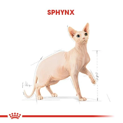 Royal Canin Sphynx Yetişkin Kedi Maması 2 kg - Resim 3