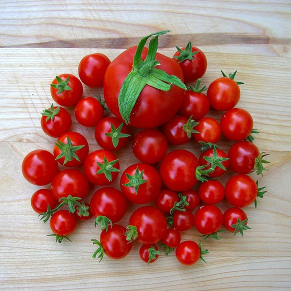ByKurt Sunagri Cherry Domates Tohumu - Parlak Kırmızı Lezzetli Yüksek Verimli Askıya Uygun - 2