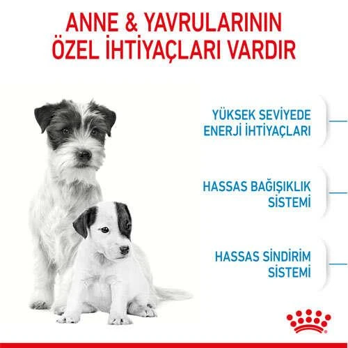 Royal Canin Mini Starter Küçük Irk Anne ve Yavru Köpek Maması 4 Kg - 3