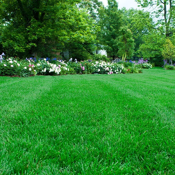 PLANT KEEP EFFECT 30-5-0+ME Çim Bakım Gübresi 5 kg - 3