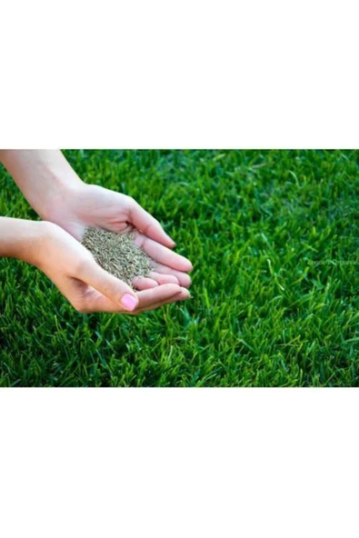 Çim Tohumu 500 gr Dinamik 6m Dayanıklı Yoğun Basılan Alanlar Için Ideal Çim Tohumu