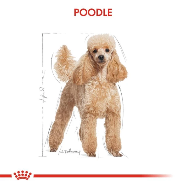 Royal Canin Poodle Yetişkin Pouch Yaş Köpek Maması 85 gr - 4
