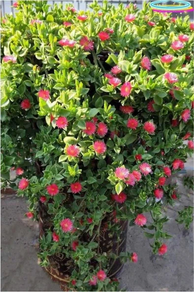 Buz Çiçeği Fidesi 10-20 cm 3 Adet - 6