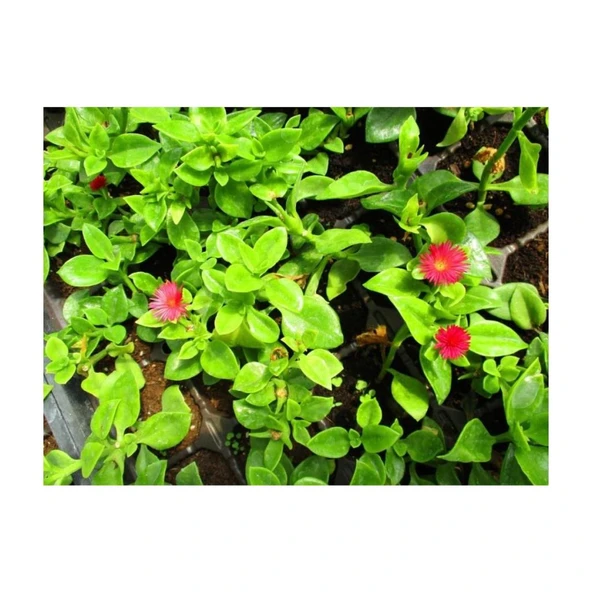 Buz Çiçeği Fidesi Fidanı 3 Adet 10-20 cm  Aptenia Cordifolia