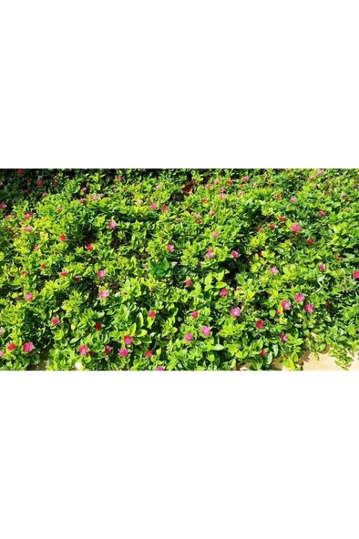 Buz Çiçeği Saksılı 3 Adet 10-20 cm  Aptenia Cordifolia ürün görseli