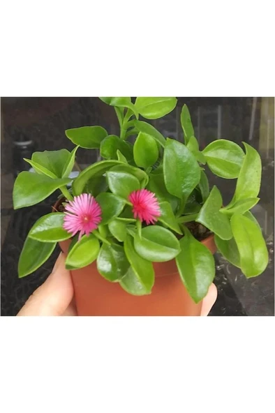 Buz Çiçeği Fidanı 10-20 cm  Aptenia Cordifolia ürün görseli