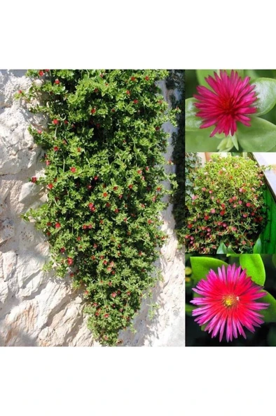 Buz Çiçeği Saksılı 3 Adet 10-20 cm  Aptenia Cordifolia - Resim 7