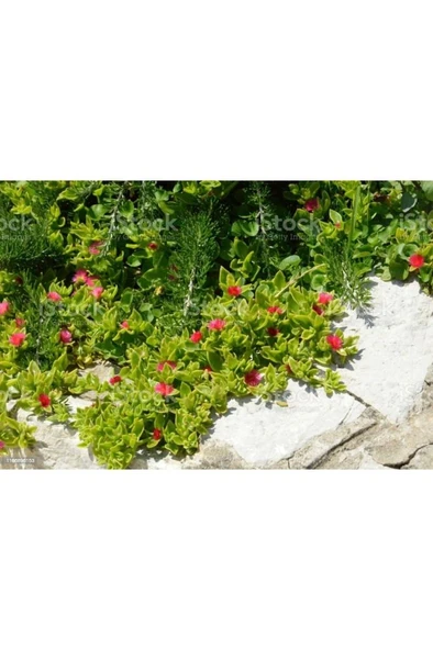 Buz Çiçeği Saksılı 3 Adet 10-20 cm  Aptenia Cordifolia - Resim 6