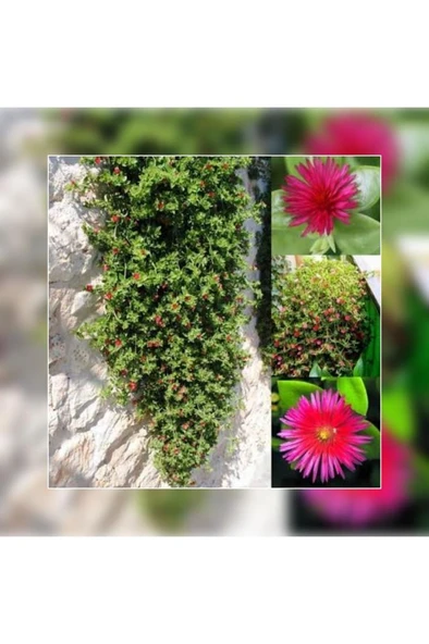 Buz Çiçeği Sarmaşığı Aptenia Cordifolia 10-20 cm - 3