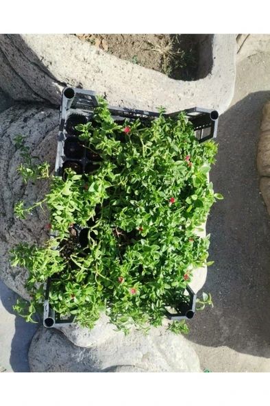 Buz Çiçeği Skulent & Kaktüs( 1 Adet) Aptenia Cordifolia 10-20 cm