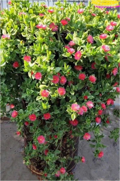 Buz Çiçeği Fidesi Aptenia Cordifolia 3 Adet 10-20 cm - 3