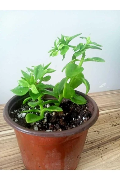 Buz Çiçeği Fidesi Aptenia Cordifolia 3 Adet 10-20 cm