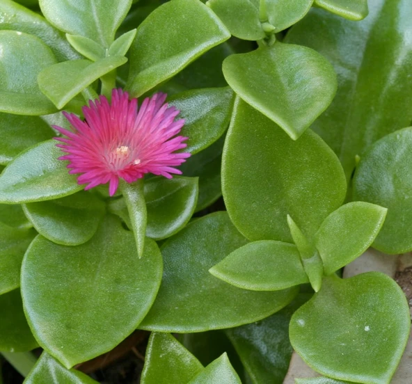 Buz Çiçeği Fidanı Aptenia Cordifolia 10-20 cm - Resim 3