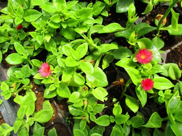 Buz Çiçeği Fidanı Aptenia Cordifolia 10-20 cm - Resim 4