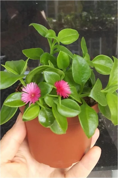 Buz Çiçeği Fidanı Aptenia Cordifolia 10-20 cm