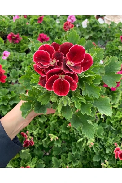 Ceylan Gözü Sardunya Fidanı Koyu Kırmızı 10-20 Cm - Resim 2