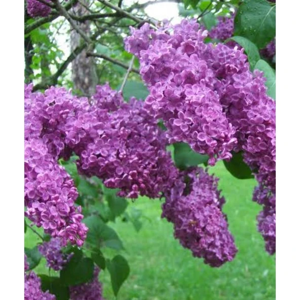 Leylak Fidanı 40-60 cm ürün görseli