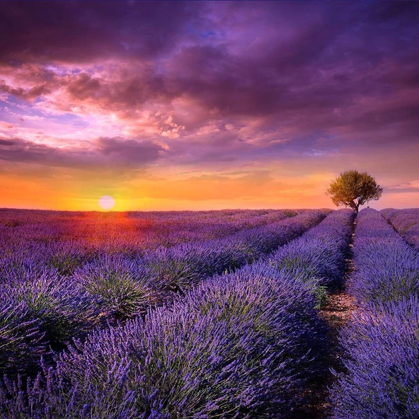 Lavanta Tohumu - Çok Yıllık Aromatik Parfüm ve Kozmetik Endüstrisi İçin İdeal - Resim 3