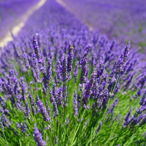 Lavanta Tohumu - Çok Yıllık Aromatik Parfüm ve Kozmetik Endüstrisi İçin İdeal - Resim 4