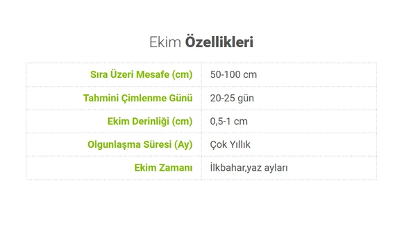 Lavanta Tohumu - Çok Yıllık Aromatik Parfüm ve Kozmetik Endüstrisi İçin İdeal - Resim 5