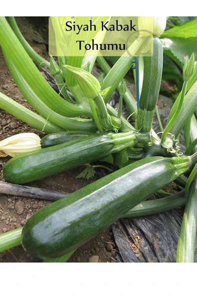 Siyah Kabak Tohumu 1 Paket Kabak Tohumu Siyah Kapalı Paket Yüksek Verimli Tohum - 2