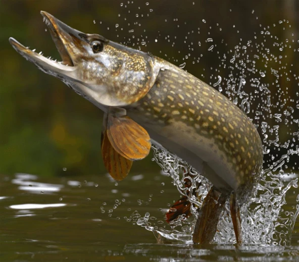 Alesta Niagara 240 Cm Olta Kamışı- Avlivar Kube 3000 Metal Kafa Olta Makinası Tam Takım Lüx Usta Profesyonel Hobi Turna Balığı Olta Seti - 4