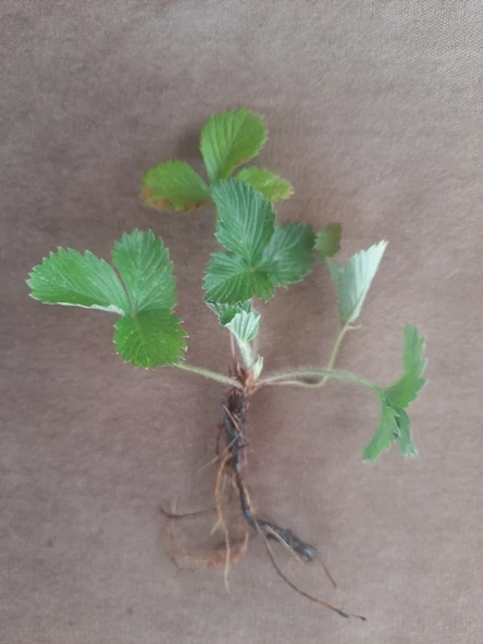 20 Adet Karadeniz Kokulu Yabani Dağ Çileği Fidesi Açık Köklü (10-20 Cm) - 2