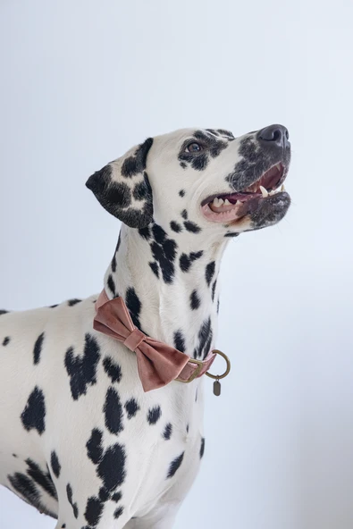 Beeztees DBL Köpek Papyonu, Kadife, Pembe, 12cm - Resim 2