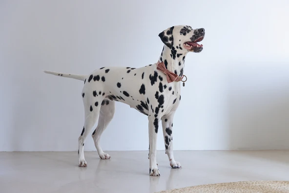 Beeztees DBL Köpek Papyonu, Kadife, Pembe, 12cm - Resim 3