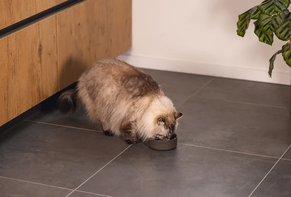 Beeztees DBL Kedi Mama Su Kabı, Bambu, Antrasit 12cm, 250ml - Resim 2