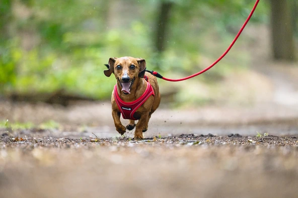 Beeztees Köpek Göğüs Tasması, Neopren, Kırmızı, XS, 30-35cm - Resim 5