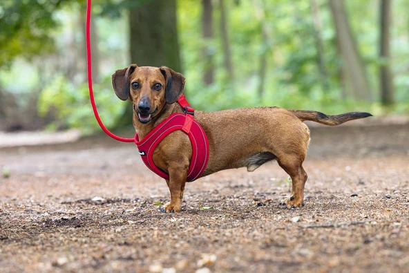 Beeztees Köpek Göğüs Tasması, Neopren, Kırmızı, XS, 30-35cm - Resim 6