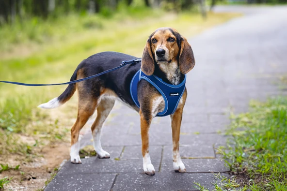 Beeztees Köpek Göğüs Tasması, Neopren, Mavi, M, 41-46cm - Resim 7