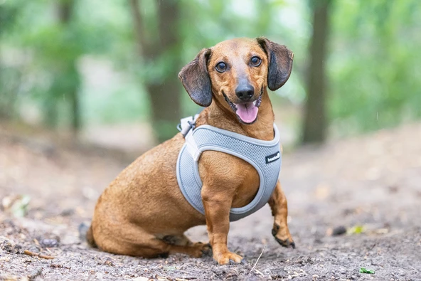 Beeztees Köpek Göğüs Tasması, Neopren, Yeşil, S, 38-44cm - 5