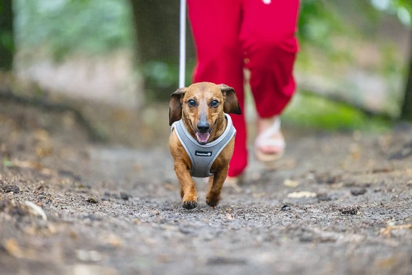 Beeztees Köpek Göğüs Tasması, Neopren, Yeşil, S, 38-44cm - 7