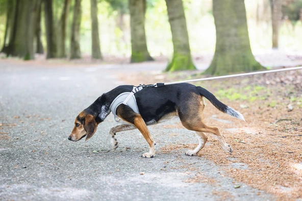 Beeztees Köpek Göğüs Tasması, Neopren, Yeşil, M, 41-46cm - Resim 7