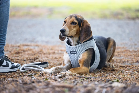 Beeztees Köpek Göğüs Tasması, Neopren, Yeşil, M, 41-46cm - Resim 4