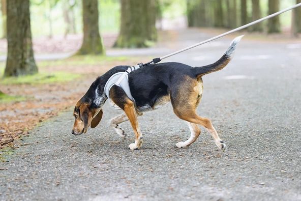 Beeztees Köpek Göğüs Tasması, Neopren, Yeşil, M, 41-46cm - Resim 8