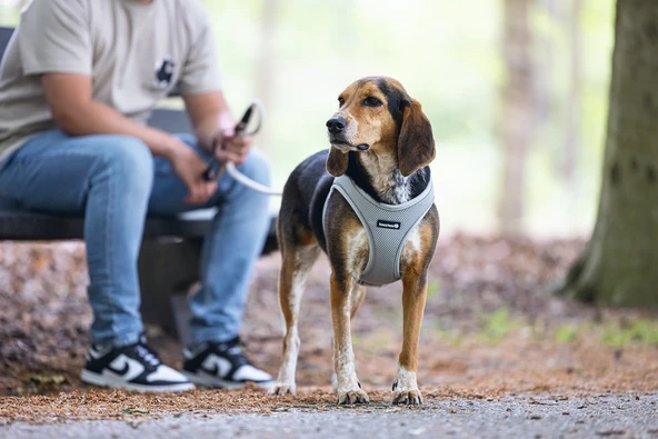 Beeztees Köpek Göğüs Tasması, Neopren, Yeşil, M, 41-46cm - Resim 6