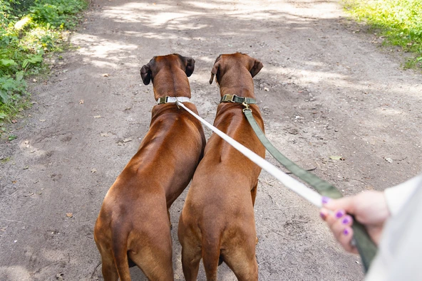 Beeztees DBL Köpek Tasması, Kadife, Gri, 48-70cm, 25mm - Resim 7