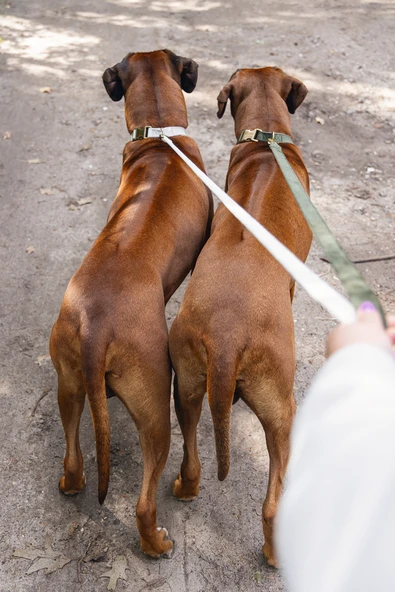 Beeztees DBL Köpek Tasması, Kadife, Gri, 48-70cm, 25mm - Resim 8