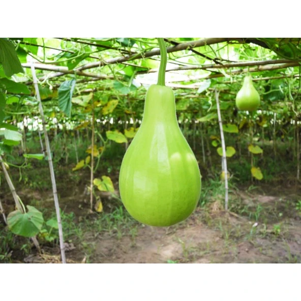 Lucky Life Su Kabağı & Et Kabağı Yerli Tohum - 6