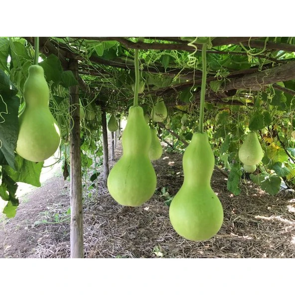 Lucky Life Su Kabağı & Et Kabağı Yerli Tohum - 5