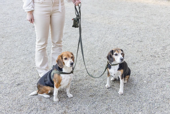 Beeztees DBL Köpek Tasması, Kadife, Nefti, 35-50cm, 20mm - Resim 5