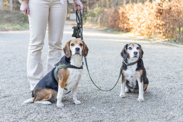 Beeztees DBL Köpek Gezdirme Kayışı, Velura, Yeşil, 120cm, 20mm - Resim 4