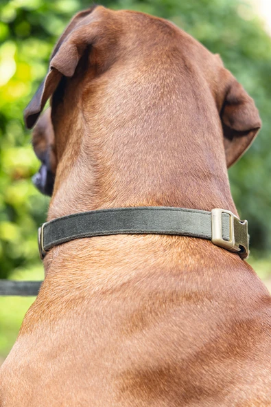 Beeztees DBL Köpek Tasması, Kadife, Nefti, 48-70cm, 25mm - Resim 5